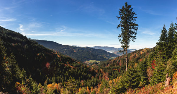 Schwarzwald