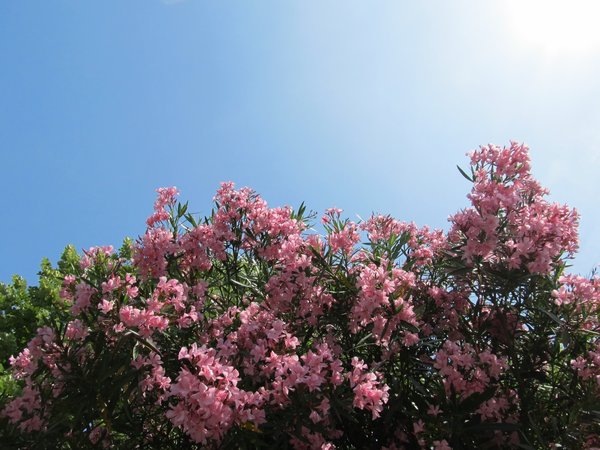 Blooming oleander on highway in Northen Italy