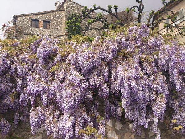 Wisteria bloom in old town on the lake of Como, Italy