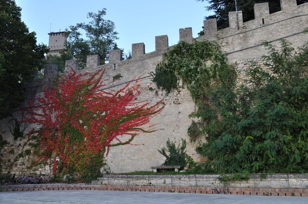 The vine of Canada on the castle wall in Northern Italy