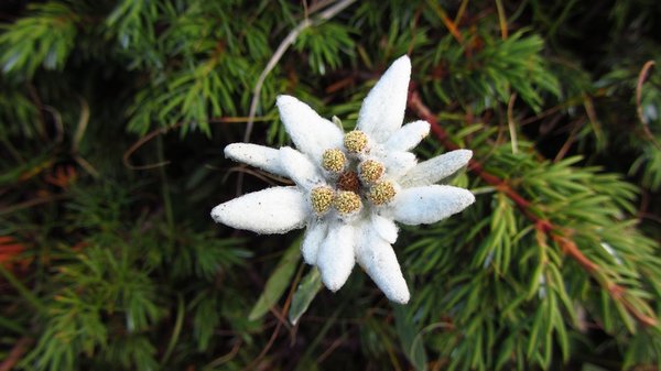 Edelweiss or Stella alpina on the hike route in mountains, Northern Italy