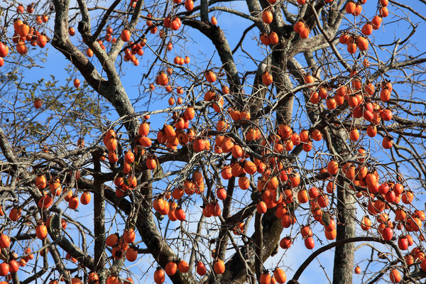 The khakhi tree with fruits in November in private garden, Northen Italy