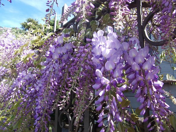 Wisteria blooming on the fance in Lenno, Como lake, Italy