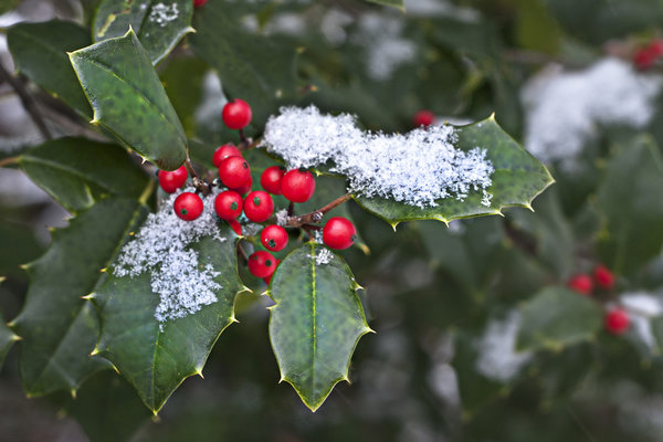 Holly berry in christmas period on the streets in Como, Italy