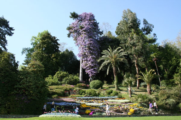 Gardens of villa Carlotta, blooming wisteria, Como lake, Tremezzo