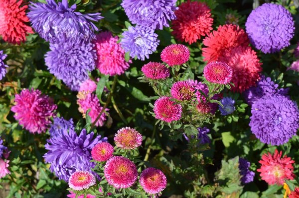 Aster flowers in private garden in Monza, Italy