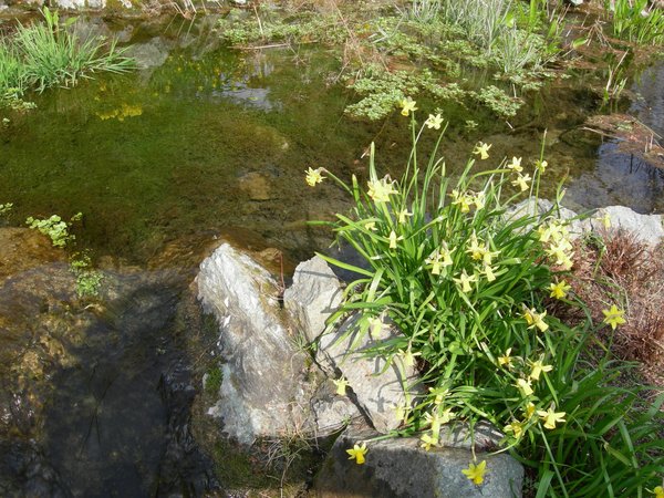 Daffodils in Torino pak, early spring, Italy