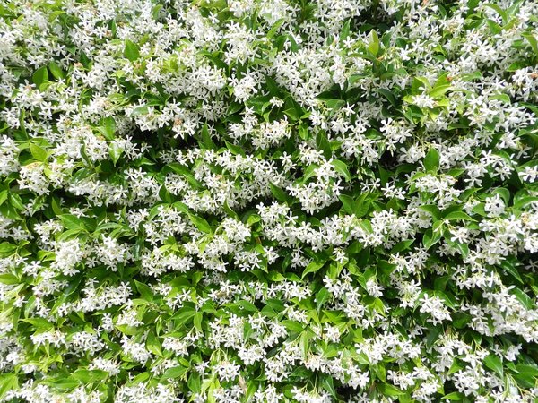 Blooming jasmine in gardens of Northern Italy