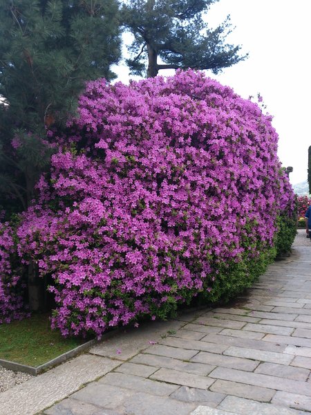 Rose azalea in bloom in the gardens of villa Carlotta, Como lake, Lombardy, Italy