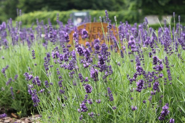 Blooming lavander in the city gardne of Sondrio, Northern Italy