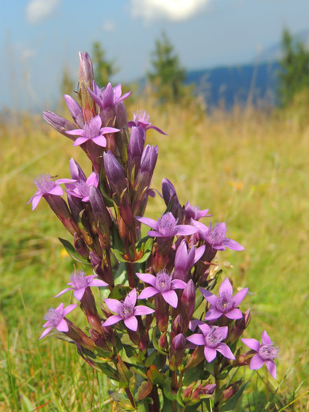 Mountain Meadow Flowers