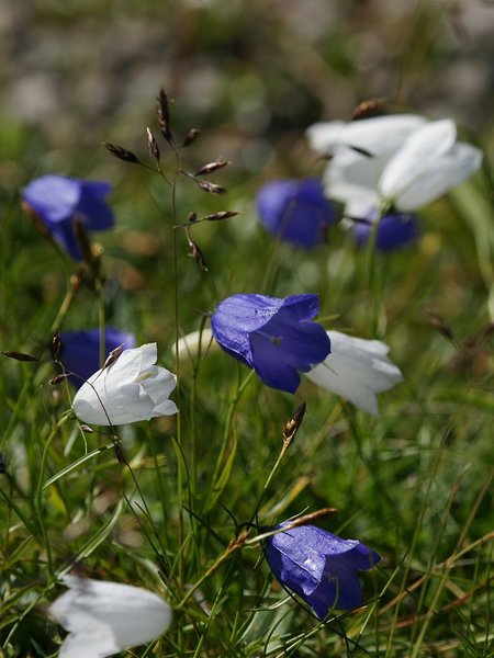 {seo}Mountain harebell bloom on the hike in the mountains, Dolomites [/seo}