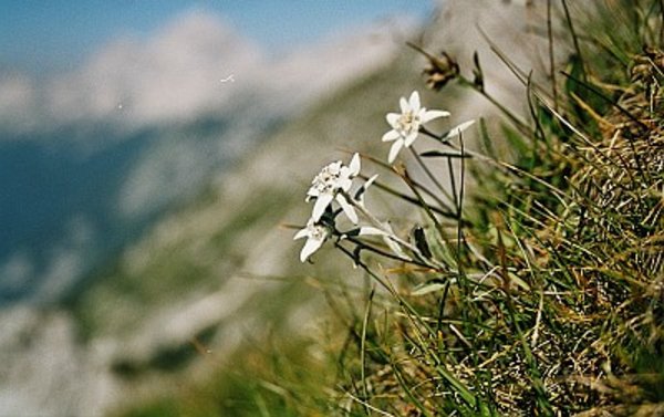 Stella alpina bloom on the hike in the mountains. Wild mountain flowers.