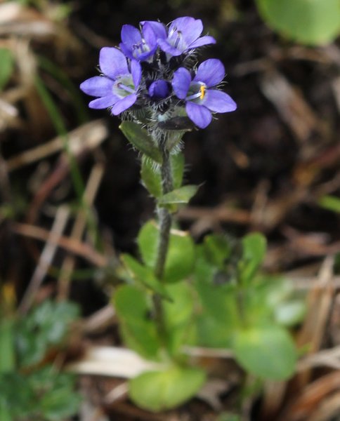 Veronica alpina bloom on the hike in the mountains. Wild mountain flowers.