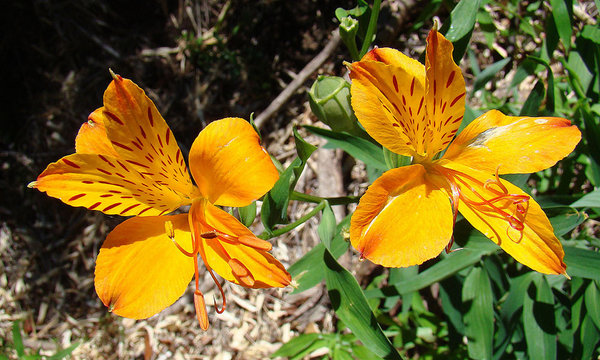 Amancay flower bloom on the hike in the mountains. Wild mountain flowers.