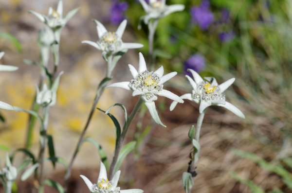 Edelweiss bloom on the hike in the mountains. Wild mountain flowers.