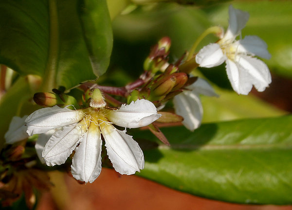 Naupaka - half-flower bloom on the hike in Hawai. Wild mountain flowers.