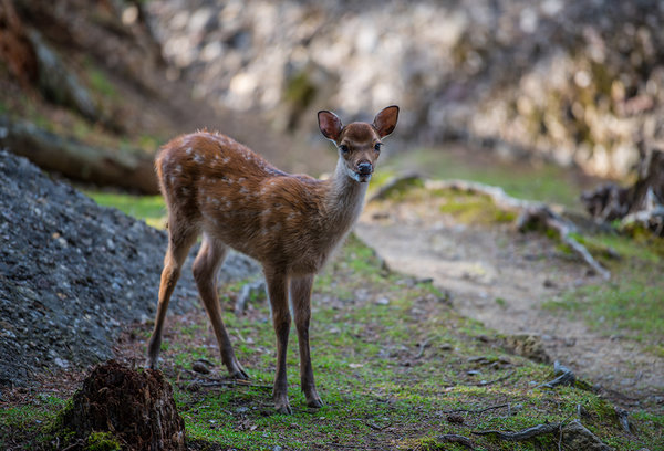 A deer at Tierpark Goldau