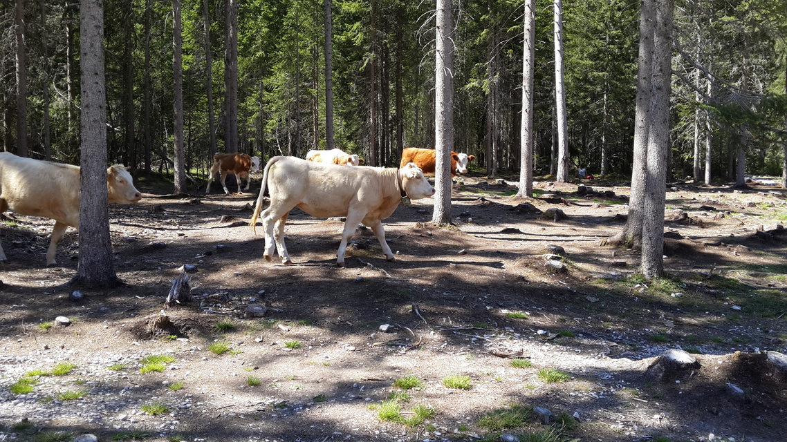 nobody, mammal, wildlife, outdoors, daytime, environment, road, farm, park, nature, agriculture, forest, tree, countryside, animal, grass, rural, wood, summer, livestock