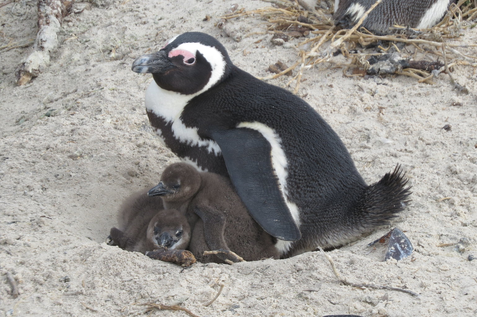 Boulders beach Penguin Colony