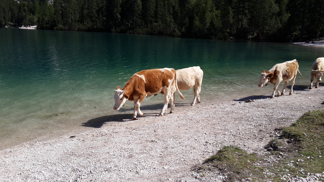 mammal, cattle, nobody, dog, action, cow, bovine, canine, one, water, landscape, outdoors, horse, road, fast, travel, motion, pet, livestock, agriculture